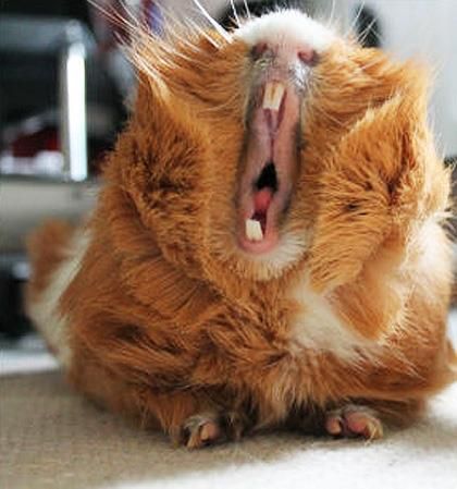 YAWN!!! Guinea Pigs Funny, Baby Guinea Pigs, Pig Pictures, Pet Guinea Pigs, Guinea Pig Care, Cute Guinea Pigs, Cute Piggies, Cute Animal Pictures, Little Pigs