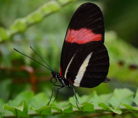 Postman Butterfly, The Female Of The Species, Attacus Atlas, Female Of The Species, Atlas Moth, Beautiful Butterfly Photography, Moon Moth, Flower Butterfly, Passion Flower