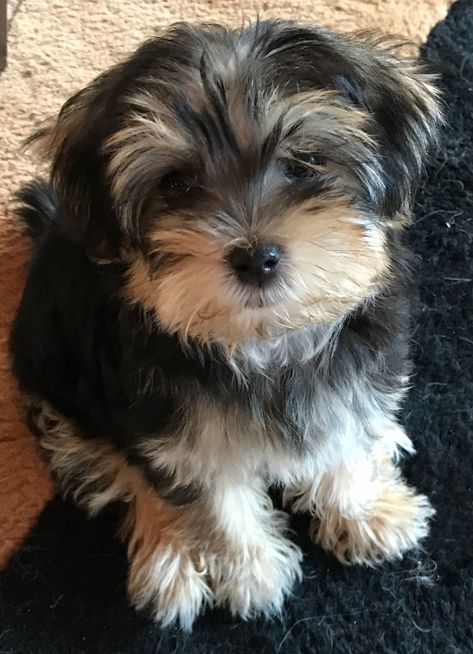 Morkie Haircuts, Yorkie Terrier Mix, Anime Pets, Maltese Yorkie Mix, Morkie Dogs, Maltese Yorkie, Morkie Puppies, Shitzu Puppies, Dog Mommy