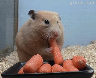 Discover & Share this Cute GIF with everyone you know. GIPHY is how you search, share, discover, and create GIFs. Funny Animal Gifs, Animal Memes Cute, Rat Meme, Hamster Eating, Eating Carrots, Cat Give Food Meme, Hamsters Meme, Hamster Memes Hilarious, Hamsters