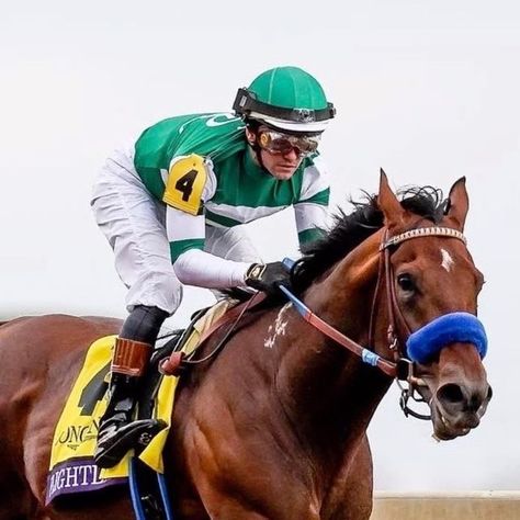 Breeders' Cup on Instagram: "We can’t get enough of our #BreedersCup champion, Flightline! 😍" Kentucky Oaks, Thoroughbred Racehorse, Derby Winners, Breeders Cup, Thoroughbred Horse Racing, Dubai World, World Cup Winners, Thoroughbred Horse, Race Horses