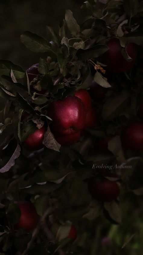 Red apples hanging from a tree surrounded by green leaves Dark Apple Aesthetic, Red Apples Aesthetic, Apple Dark Aesthetic, Dark Academia Art Journal, Apple Core Aesthetic, Red Apple Aesthetic, Poison Study, Grilled Watermelon Salad, Poison Aesthetic