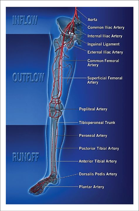 Arteries Anatomy, Peripheral Artery, Systematic Review, Scientific Diagram, Ultrasound Tech, Cohort Study, Lower Extremity, Lower Limb, Skeletal Muscle