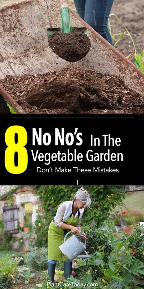 Beginner or a guru growing vegetables, make mistakes. It's important to learn and move on. Here's a list of 8 mistakes NOT to make [LEARN MORE] Vegetable Garden Planner, Garden Planner, Garden Veggies, Garden Types, Veg Garden, Home Vegetable Garden, Food Garden, Garden Bed, Flowers Garden