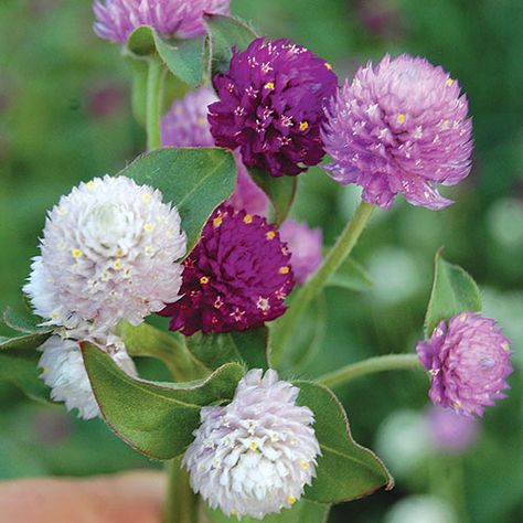 Flower Seeds to Buy and Grow - Heirloom, Organic, Non-GMO | Seed Savers Exchange Globe Amaranth Flower, Heat Tolerant Flowers, Amaranth Flower, Grow From Seed, Globe Amaranth, Annual Flowers, Organic Seeds, Growing Seeds, Edible Plants