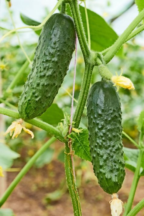 Cucumbers Growing, Growing Cucumbers Vertically, How To Grow Cucumbers, Cucumber Seedlings, Grow Cucumbers, Growing Squash, Cucumber Gardening, Zucchini Plants, Cucumber Plant