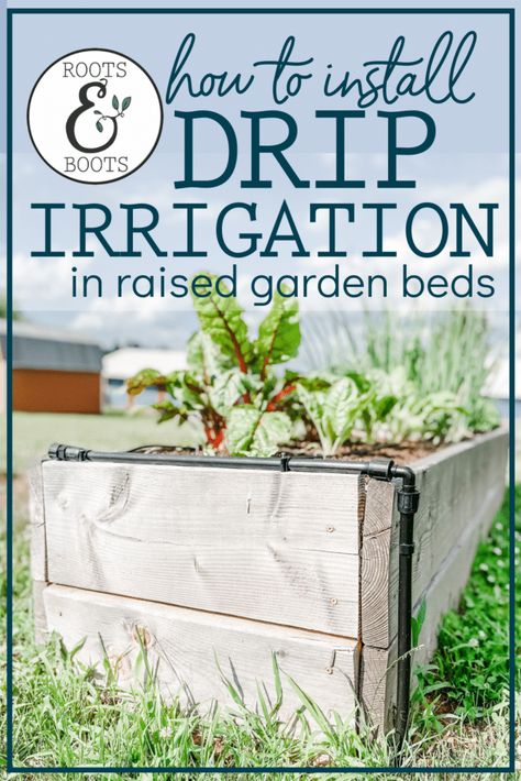 How to Install Drip Irrigation in Raised Garden Beds | Roots & Boots Irrigating Raised Garden Beds, Raised Bed Irrigation, Raised Garden Beds Irrigation, Watering Raised Garden Beds, Drip Hose, Drip Irrigation System, Tomato Cages, Garden Containers, Drip Irrigation