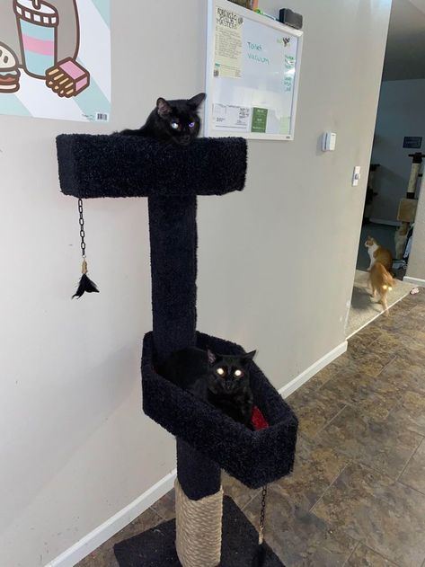 Coffin Cat Tree, Goth Cat Tower, Gothic Cat Furniture, Tower Aesthetic Dark, Goth Room Diy, Diy Goth Room Decor, Gothic Cat Tree, Goth Cottage Core Home Decor, Goth House Ideas