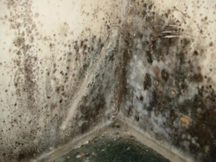 Bathroom Mold Cleaner, Remove Mold From Walls, Bathroom Mold Remover, Remove Black Mold, Sheet Rock Walls, Mold Exposure, Toxic Mold, Black Mold, Mold In Bathroom