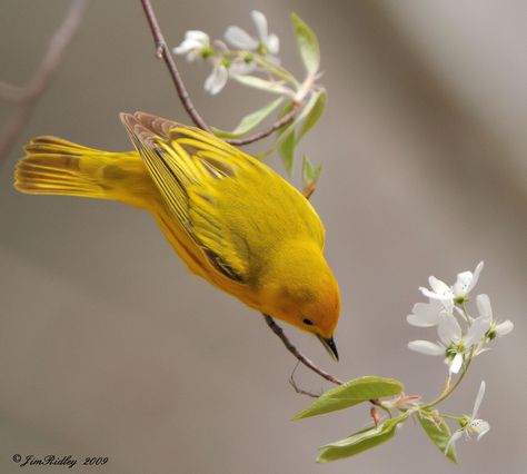 Yellow Warbler! | Flickr - Photo Sharing! Yellow Bird Aesthetic, Yellow Warbler, Kinds Of Birds, Tree Photography, Yellow Bird, White Bird, Walk In The Woods, Pretty Birds, Bird Photo