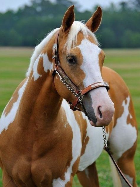 American Paint Horse western quarter paint horse paint pinto horse Gypsy Vanner Indian pony solid tovero overo frame sabino Cheval Pie, American Paint Horse, Paint Horse, American Paint, Majestic Horse, All The Pretty Horses, Horse Crazy, Cute Horses, Horse Photos