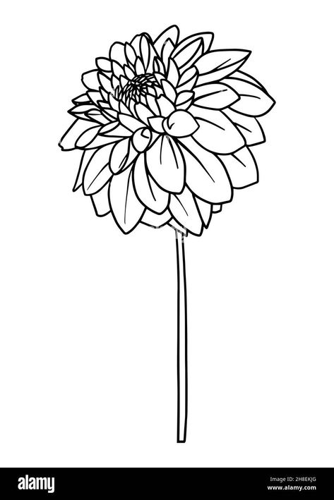 Dahlia Flower Drawing, Line Art Black And White, Line Art Black, Flower Line Art, Contour Drawing, Flower Outline, White Stock, Art Black And White, Outline Drawings