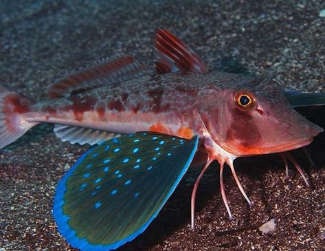 Picture of a east atlantic red gurnard (Chelidonichthys cuculus) Sea Robin, Oscar Fish, Leopard Seal, Fishing Photography, Aquatic Creatures, Underwater Sea, Water Creatures, Interesting Animals, Marine Fish