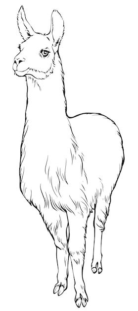 Vector llama vector linear black and whi... | Premium Vector #Freepik #vector #alpaca #cartoon-sketch #llama #lama Cute Llama Drawing, Lama Drawing, Llama Sketch, Llama Photo, Rose Outline Drawing, Alpaca Cartoon, Alpaca Drawing, Llama Illustration, Llama Drawing