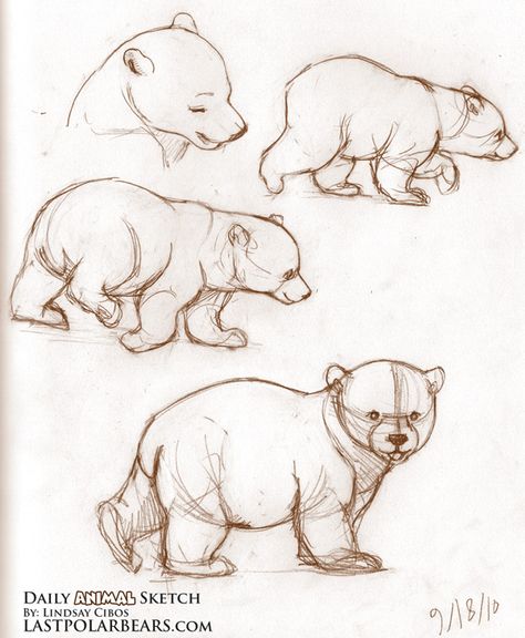 Bear Sketch, Animal Drawings Sketches, Drawing Eyes, Bear Drawing, 강아지 그림, Bear Illustration, Cutest Animals, Arte Sketchbook, Bear Art