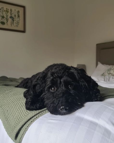 Cockapoo girl Cockapoo Black, Black Cockapoo, Instagram Places, Dog Mommy, Funny New, Japanese Artists, 2025 Vision, Animal Memes, Black Aesthetic