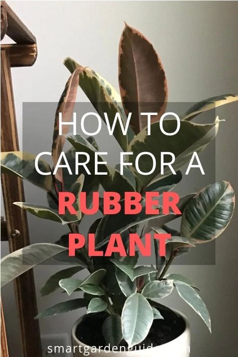 Rubber Plant Indoor, Rubber Plant Care, Houseplant Ideas, Rubber Tree Plant, Plant Friends, Snake Plant Care, Houseplant Care, Household Plants, Plant Indoor