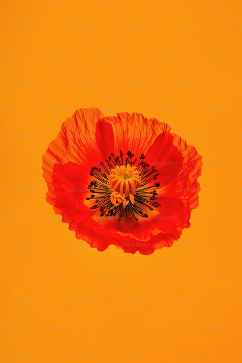 Thanks to @AllecGomes for making this photo available on @unsplash 🎁 Background Photo Hd, Photo Hd Background, Poppy Pictures, Monochromatic Flowers, Flower Hd, Poppy Images, Background Orange, Creative Commons Images, Hd Background