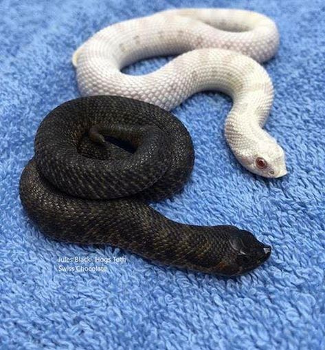 Hognose White Hognose Snake, Pet Hognose Snake, Black Hognose Snake, Snow Hognose Snake, Hognose Snake Morphs, Lavender Hognose, Cute Hognose Snake, Snake Hognose, Hognose Snake Enclosure