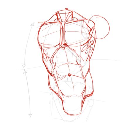 How To Draw The Torso: Front View Torso Muscle Reference, Korean Anatomy Drawing, Body Drawing Back View, Body Horror Oc Art, How To Draw Back Muscles, How To Draw The Torso, How To Draw Male Torso, Front Body Reference, How To Draw A Male