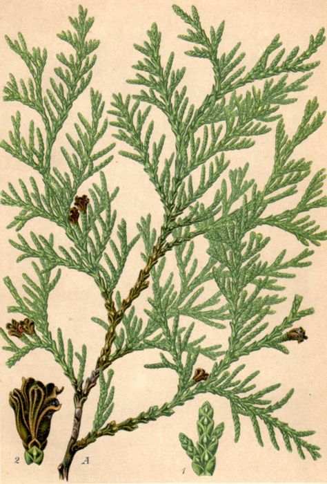 White cedar - vintage botanical print Eastern White Cedar, Thuja Plicata, Northern White Cedar, Thuja Occidentalis, Conifer Trees, Fragrant Plant, Illustration Botanique, White Cedar, Vintage Botanical Prints