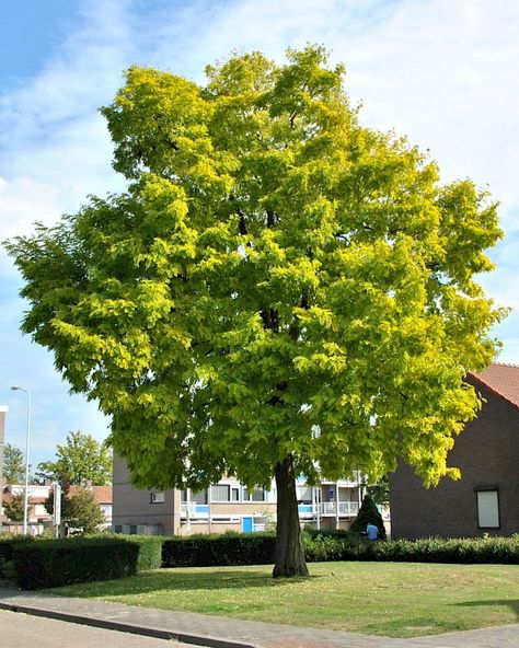 Robinia Pseudoacacia, Butterfly Tree, Landscape Plants, Salt And Light, Specimen Trees, Landscaping Plants, Growing Tree, Types Of Soil, Landscape Architect