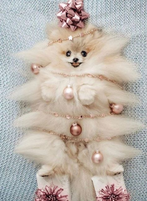 Smartest Dog Breeds, Best Christmas Tree, Puppies Cute, Cute Animals Puppies, Pomeranian Dog, Cute Dogs And Puppies, Best Christmas, Cute Puppies, Dog Breeds