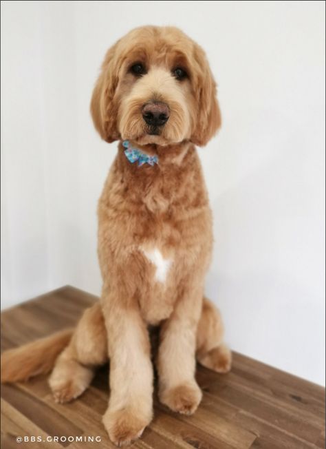 Goldendoodle Picture Ideas, Bordoodle Grooming, Groodle Haircut Styles, Doodle Cuts Goldendoodle Haircuts, Golden Doodle Haircut Styles, Doodle Haircut Styles, Golden Doodle Haircut, Labradoodle Hair, Labradoodle Haircut Style