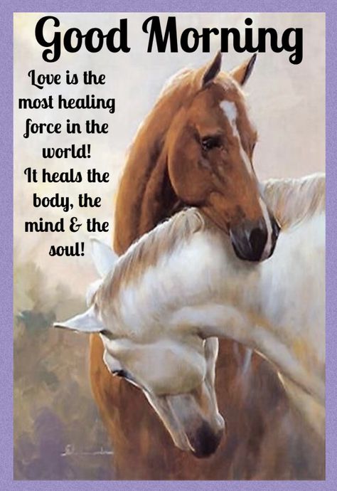 Good Morning Horses, Horse Images, Fake Friend, Inspirational Good Morning Messages, Good Morning My Friend, Inspirational Quotes Background, Good Morning Quotes For Him, Poster Animal, Romantic Good Night