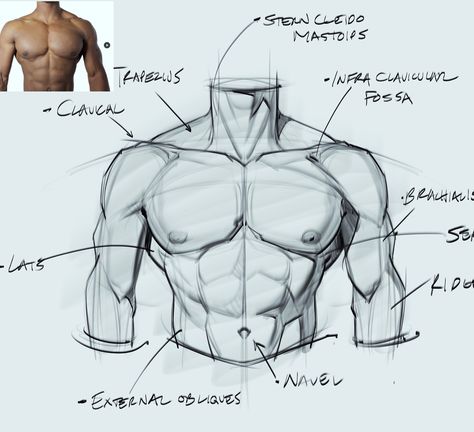 Arms Muscles, Human Anatomy Drawing, Body Sketches, Body Drawing Tutorial, Human Anatomy Art, Anatomy Sketches, Anatomy Poses, Body Reference Drawing, Anatomy Study