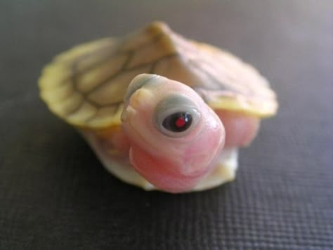 Pink Turtle | 8 Oddly Colored Creatures Pink Turtle, Albino Animals, Turtle Love, Purple Baby, Baby Turtles, Reptiles And Amphibians, Sea Turtles, Cute Creatures, Lizards