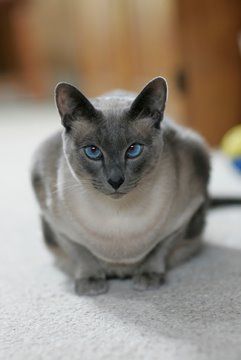 Siamese Cats Blue Point, Blue Point Siamese, Siamese Kittens, Blue Point, Cat Colors, Siamese Cats, Cat Adoption, Pretty Cats, Beautiful Cats