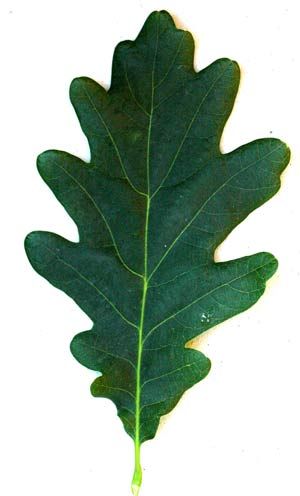 Oak Leaf Tattoos, Oak Tree Drawings, Woodland Activities, Leaf Outline, Tree Identification, Leaf Images, Leaf Drawing, 5 To 7, Tree Drawing