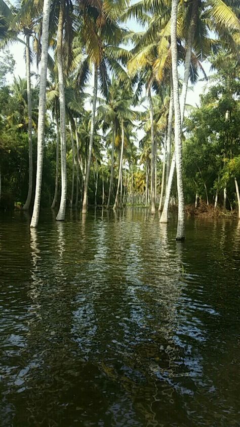 Backwaters. Poovar. Kerala Poovar Island Kerala, Signs And Symptoms, Warning Signs, Nature Travel, Kerala, Swimming Pools, Travel, Quick Saves, Nature