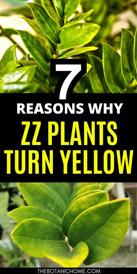 A close-up of a ZZ plant with yellowing leaves, highlighting issues with plant care houseplant and zz plant care. Includes tips for addressing plant leaves turning yellow in your indoor plant care guide and plant care guide. Zz Plant Care, Indoor Plant Care Guide, Zz Plants, Plant Leaves Turning Yellow, Zamioculcas Zamiifolia, Indoor Plants Styling, Plant Care Guide, Easy House Plants, Easy Care Houseplants