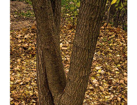 Is This A Real Life Fairy Encounter? Yes, I Think So... ⋆ Real Fairies Real Fairy, Real Life Fairies, Real Fairies, Fairy Ring, Fairy Pictures, Before We Go, So Real, Tree Roots, Tree Hugger