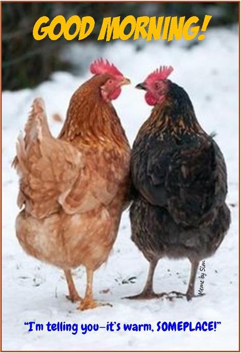 Funny "Good Morning." "I'm telling you--it's warm, SOMEPLACE!" Chickens in the snow. Chicken meme; animal meme. Cold Good Morning Quotes, Chicken Meme, Good Morning Animals, Funny Good Morning, Chicken Images, Morning Quotes For Friends, Snow Animals, Morning Memes, Good Morning Funny Pictures