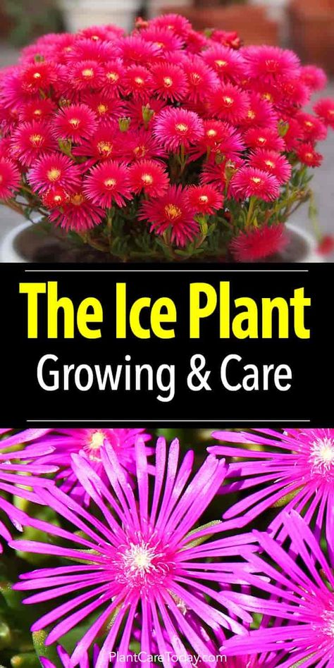 Ice Plant Landscaping, Ice Plants Ground Cover Perennials, Delosperma Plant, Bromeliad Landscaping, Ice Plant Succulent, Oregon Plants, Delosperma Cooperi, Plant Succulents, Succulent Landscape Design