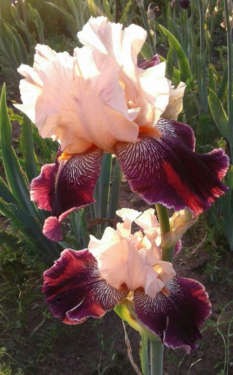 Bearded Iris Flowers, Iris Flowers Garden, Very Beautiful Flowers, Iris Painting, Rose Flower Wallpaper, Iris Garden, Plant Decor Indoor, Unusual Flowers, Bearded Iris