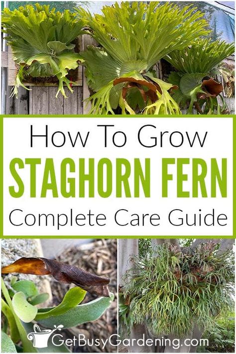 Mounted Staghorn Fern, Staghorn Fern Care, Staghorn Plant, Staghorn Fern Mount, Elkhorn Fern, Garden Landscaping Design, Garden Landscaping Design Ideas, Platycerium Bifurcatum, Fern Care