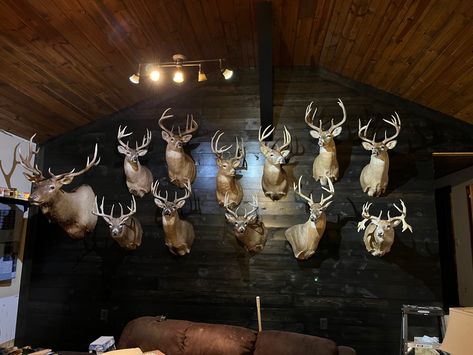 Deer Mount Display, Trophy Rooms Hunting, Taxidermy Shop, Deer Hunting Decor, Taxidermy Wall, Best Wall Colors, Rustic Man Cave, Whitetail Hunting, Cave Room