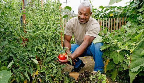 Switching from a conventional to an organic garden is doable. Follow these recommendations to help prepare your soil to produce delicious vegetables. Garden Zone 9b, Zone 9b, Plant Hardiness Zone Map, Play Your Cards Right, Climate Zones, Delicious Vegetables, Different Vegetables, Tree Trimming, California Poppy