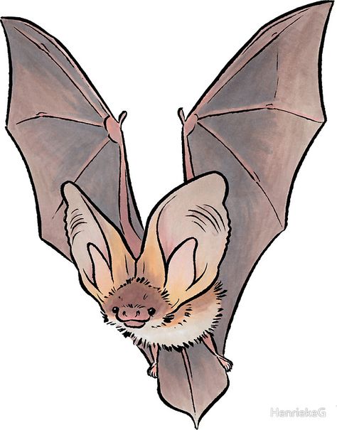 Grey long-eared bat by HenriekeG Bat Art, Bat Tattoo, Cute Bat, Cute Animal Drawings, Creature Design, Creature Art, 귀여운 동물, Art Sketchbook, Animal Drawings