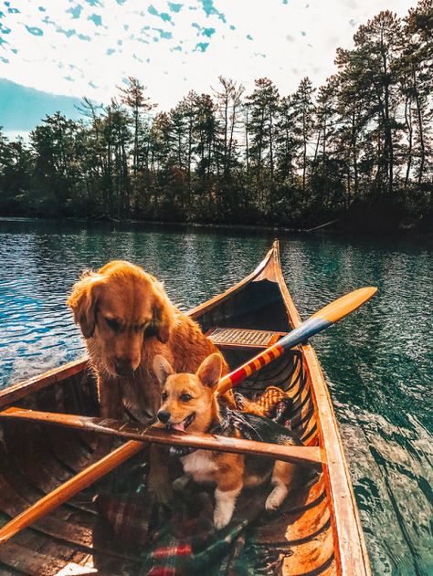 Cabin Weekend, Sarah Vickers, Living Classic, Cozy Weekend, Golden Retriever Mix, 강아지 그림, Cozy Cabin, Golden Retrievers, Paddles