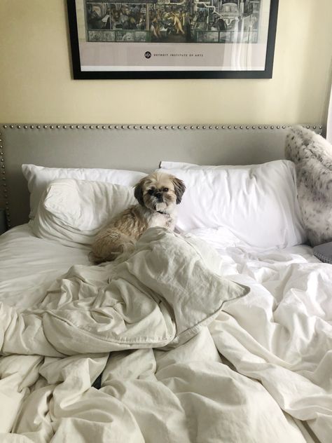 college dog, puppy love, shih tzu, comfy bed, college room, college aesthetic, neutral aesthetic, college town Shihtzu Wallpaper Aesthetic, Shitzu Aesthetic Wallpaper, Shitzu Aesthetic, Dog Shitzu Aesthetic, Shihtzu Aesthetic, Aesthetic Shitzu Dog, Shih Tzu Aesthetic, Sleepy Dog Aesthetic, Detroit Institute Of Arts