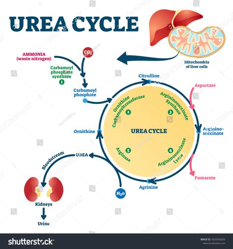 Urea cycle vector illustration. Labeled educational ornithine explanation scheme. Anatomical biochemical reactions that produces from ammonia. Diagram with detailed explanation process description. #Ad , #Sponsored, #ornithine#educational#scheme#explanation Urea Cycle, Biochemistry Notes, Nitrogen Cycle, Studying Medicine, Study Biology, Basic Anatomy And Physiology, Biology Facts, Medical Student Study, Nursing School Survival