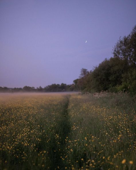 Dawn Landscape Photography, Summer Woods Aesthetic, Late Summer Aesthetic, Dusk Aesthetic, Dawn Aesthetic, Dreamy Field, Landscape Photography Nature, Aesthetic Photography Nature, Woodland Creatures