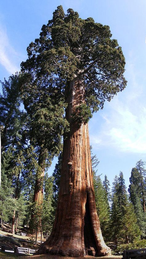 How To Retire A Millionaire By Age 38 Making $10/hr -  | Seeking Alpha Sequoiadendron Giganteum, Sequoia Sempervirens, General Sherman, Giant Sequoia Trees, Giant Sequoia, Tree Seedlings, Sequoia Tree, Live Tree, Giant Tree