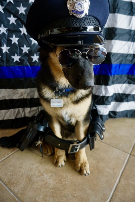 K9 Police Dogs, Dog Hero, Dogs Rescue, Goofy Dog, Gsd Puppy, Police Dog, Police K9, Bear Costume, Gsd Puppies