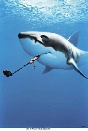 Shark Attacks, Shark Photos, Shark Pictures, Sharks Funny, Shark Art, Pinterest Humor, Underwater Art, Shark Week, White Sharks